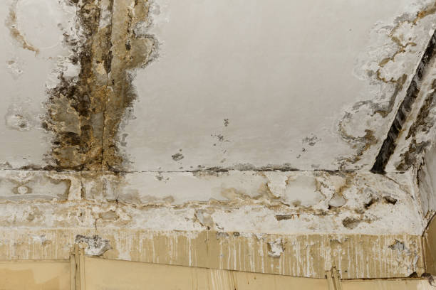 Best Real Estate Mold Inspection  in Coolidge, AZ